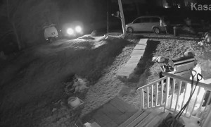 Man Attacked by Fox in Phippsburg