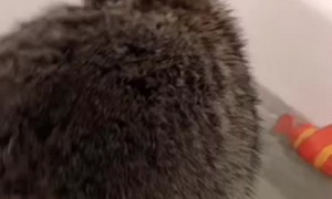 Raccoon Enjoys Some Time in the Tub