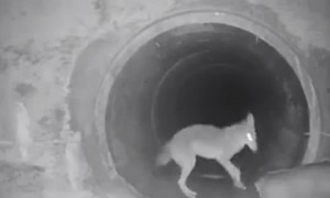 Coyote and badger travel together under California highway