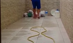 Smart Rat Makes an Escape