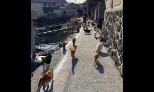 Clowder of Cats on Cat Island in Japan