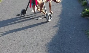 Doggo in Wheelchair Teaches Friend How to Use Wheelchair