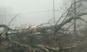 Tree Falls during Severe Storm