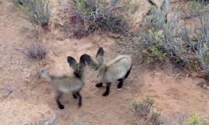 Cute Baby Bat Eared Foxes Playing