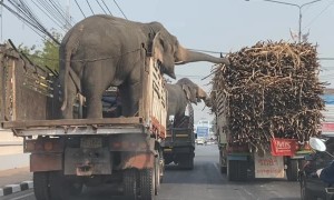 Elephants Grab a Roadside Snack While Stopped