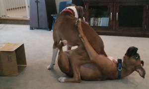 Puppy Brothers Love to Wrestle