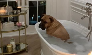 Dog Soaks in Valentine's Day Suds