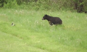 Skunk Sprays Inquisitive Bear
