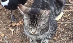 Kitty Pestered by Magpie