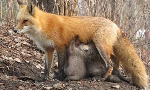 Fox Stands on Guard as It Feeds Cubs