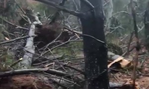 Trees decimated as tornado touches down in Maryland
