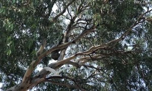 Cockatoo and Koala Argue over Treetop Position