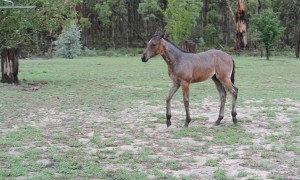 Foal Dances in the Rain in During Long Drought
