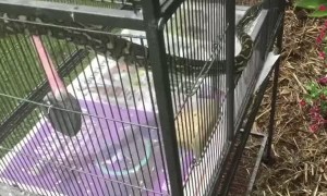 Python Trapped After Eating Cage Full of Budgies