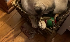Pug Puppy Chooses Basket over Toys