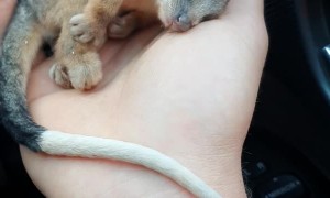 Rescued Ringtail Possum Curls up to Warmth