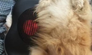 Pampered Pooch Enjoys a Back Massage