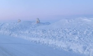 Polar Bears Wander Alaskan Road