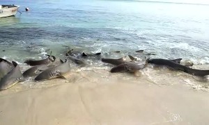 Tawny Sharks Feed on Murray Island