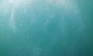 Seal Snorkeling in South Africa