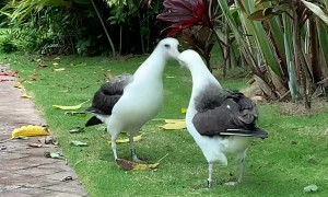 A Dance to Impress on Kauai