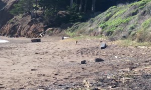 Wild Coyote Walks under Golden Gate Bridge