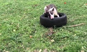 Bull Terrier Having Trouble with a Tire