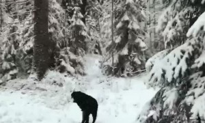 Sweet Doggo Retrieves Dropped Glove for Owner