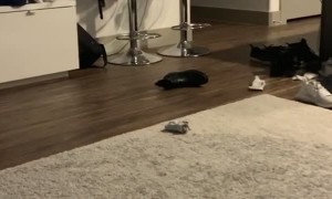 Cat Swipes at Sock and Splits