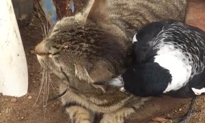 Patient Cat Tries to Tolerate Nosy Bird
