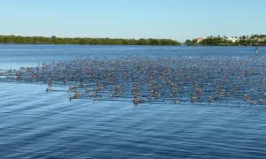Massive Flock of Ducks Migrate above Kayaker