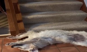 Sleepy Doggo Makes for an Extra Step