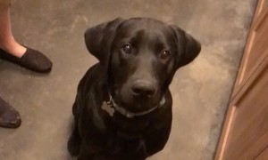 Hungry pup has funniest reaction ever to tiny mic interview