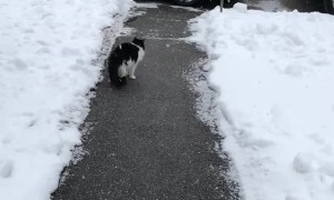 Kitty Loves Catching Snowflakes