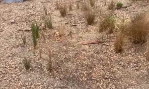 Dried Australian River Flows Again