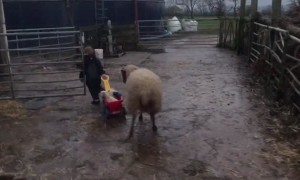 Lambs in a Wagon