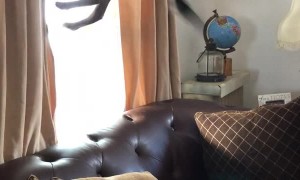 Excited Doggo Jumps for Joy When Visitors Arrive