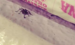 Scaring a Friendly Spider