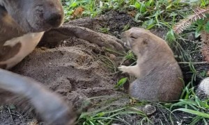 Prairie Dog Plays with Bigger Dog