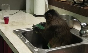 Monkey Keeping the Sink Clean