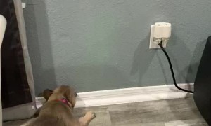 So Much Scratching Tuckers Tank Out