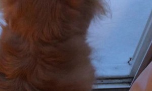 Snow Wasn't as Fun as Doggo was Hoping