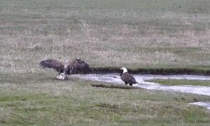 Elusive Duck Evades Multiple Eagles