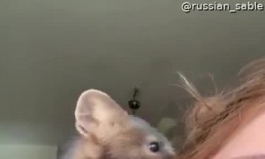 Pet Sable Loves to  Play with Owner