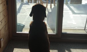 Doggo Captivated by Visiting Deer