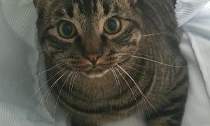 Kitty Guarding His Fort