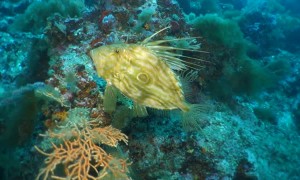 A Close-up with a Colorful St. Peter's Fish