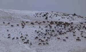 Large Elk Herd Feeding Over Ridge