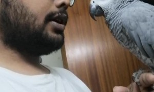 Adorable Bond Between Human and Parrot