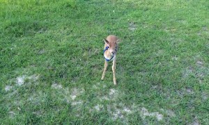 Rescued Antelope  Plays with Pups